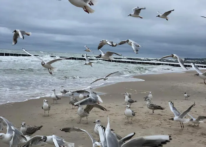 Staly Lad * Ustronie Morskie